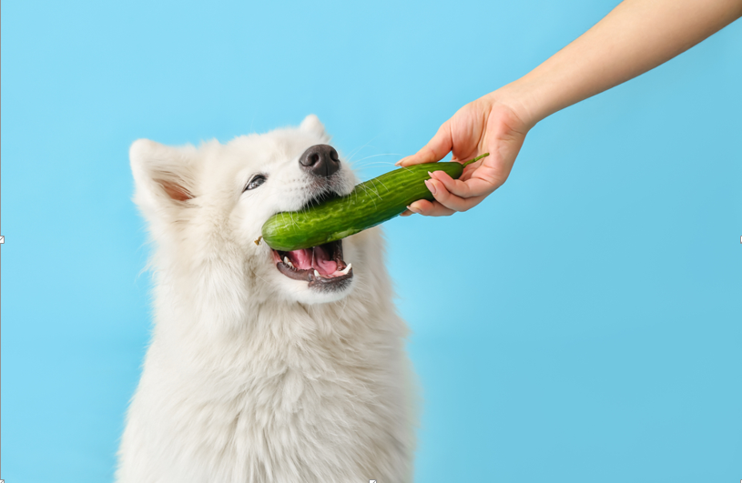 can dog eat cocumber