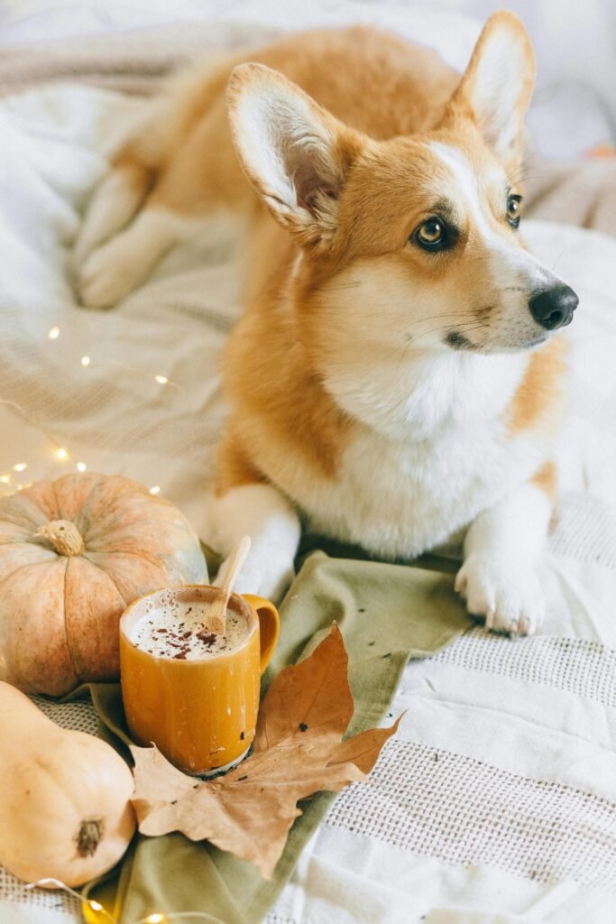 a brown and white dog lying on a bed